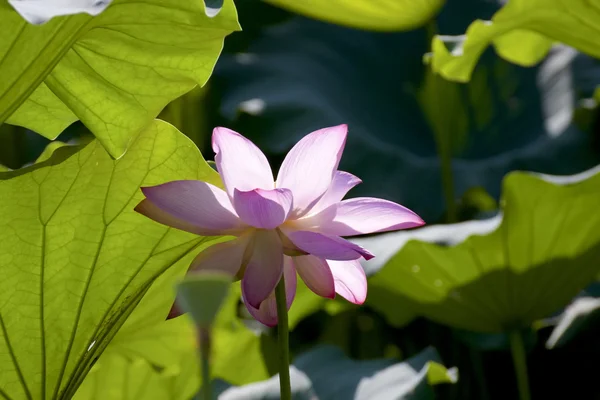 Vackra lotus — Stockfoto