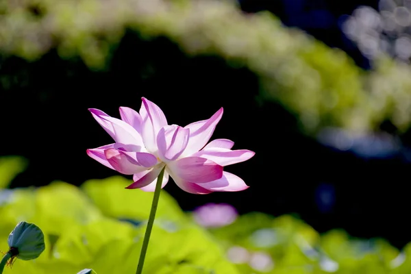 Bellissimo loto — Foto Stock