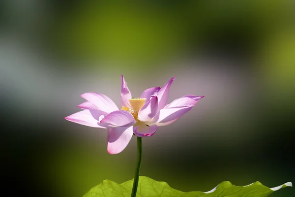 Beau lotus — Photo