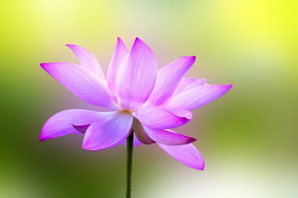 Όμορφη lotus — Φωτογραφία Αρχείου