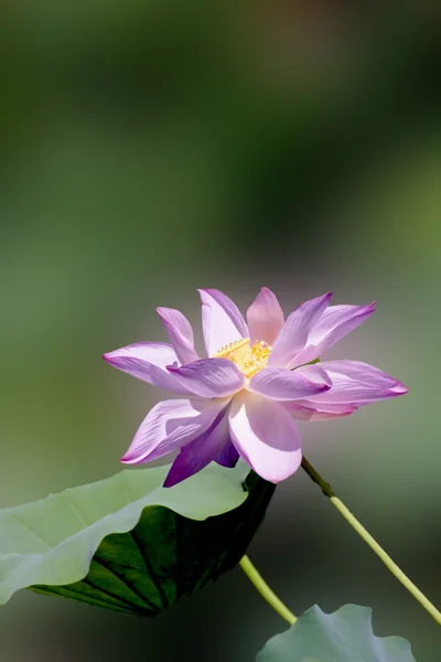 Bellissimo loto — Foto Stock