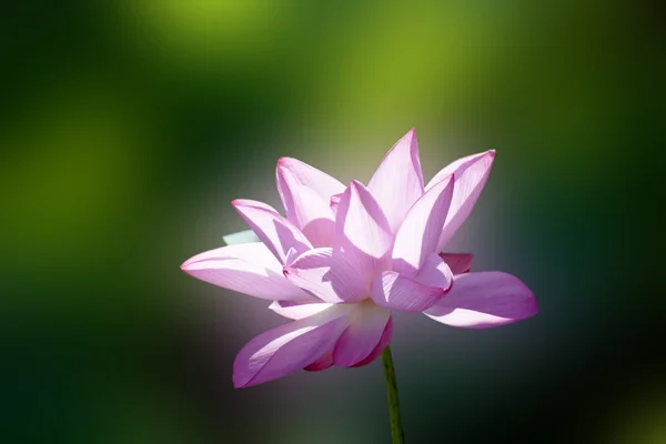 Szép lotus — Stock Fotó