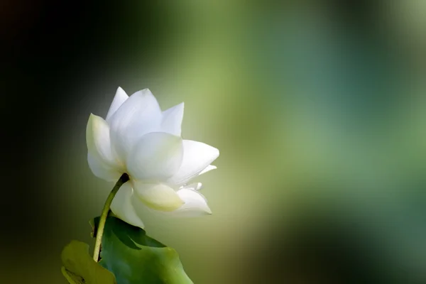 Schöner Lotus — Stockfoto