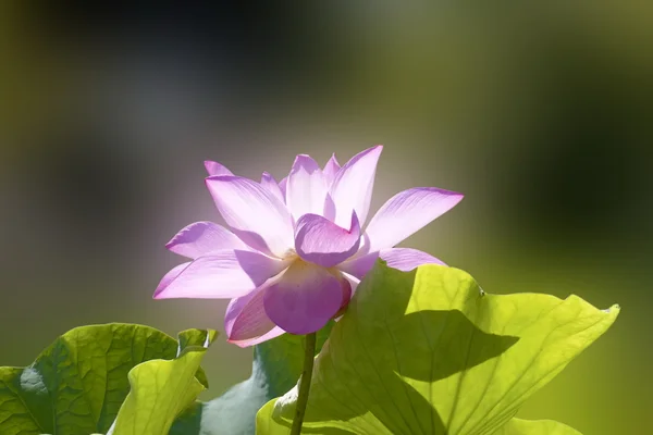 Beau lotus — Photo