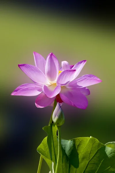 아름 다운 연꽃 — 스톡 사진