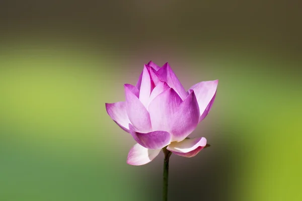 Hermoso loto —  Fotos de Stock
