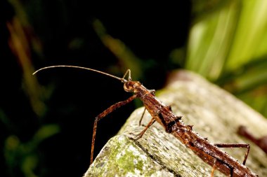 Japanese thorn stick insect clipart