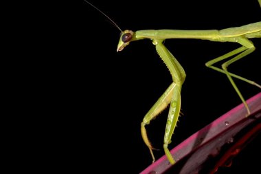 geniş karın peygamber devesi