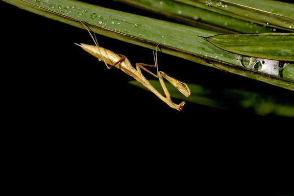 Large abdomen priant mantis — Photo