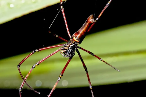 Büyük örümcek — Stok fotoğraf