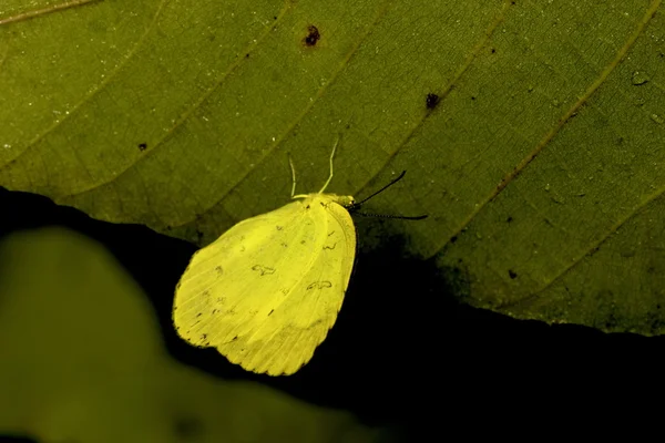 Una mariposa amarilla — Foto de Stock