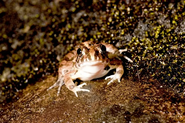 一只青蛙 — 图库照片