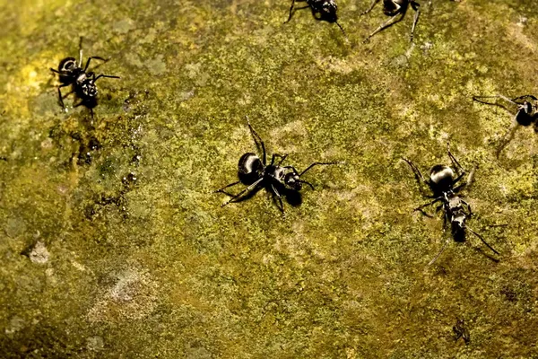Formigas grandes — Fotografia de Stock