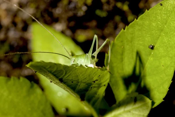 A long-horned grasshopper — Stock Photo, Image