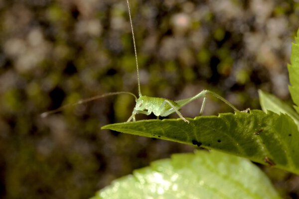 A long-horned grasshopper