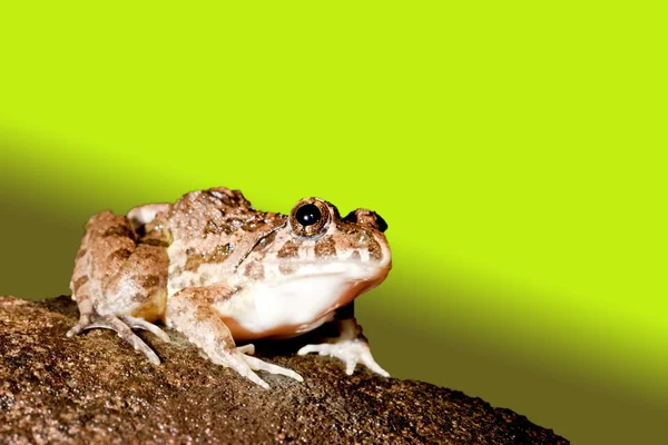 一只青蛙 — 图库照片