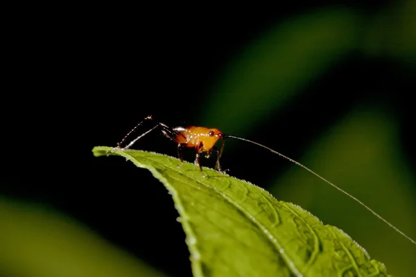 长角蝗虫 — 图库照片