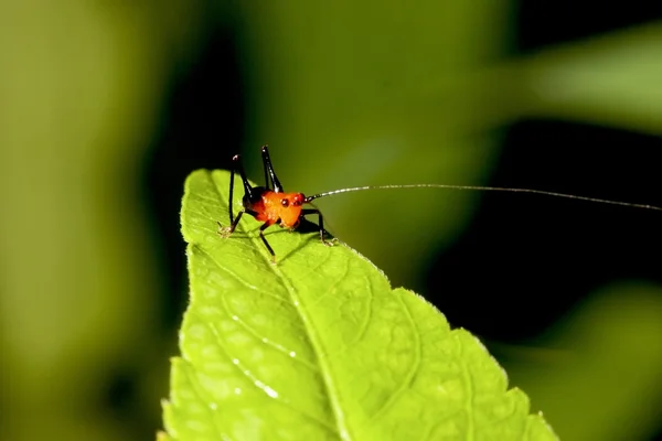 En lång - horned gräshoppa — Stockfoto