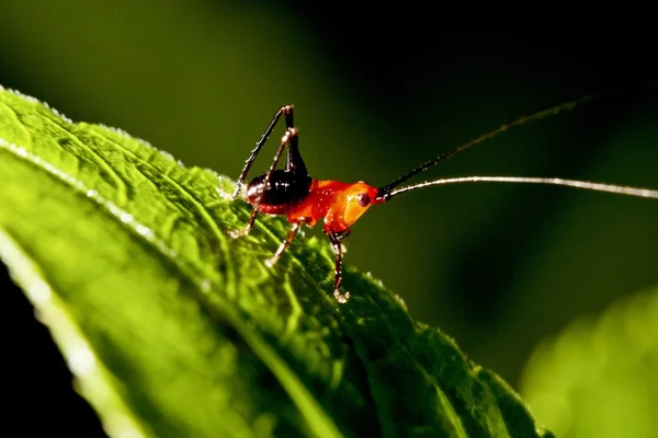 长角蝗虫 — 图库照片