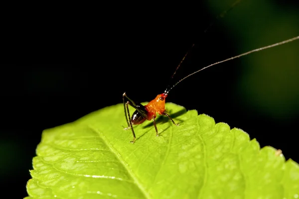 En lång - horned gräshoppa — Stockfoto