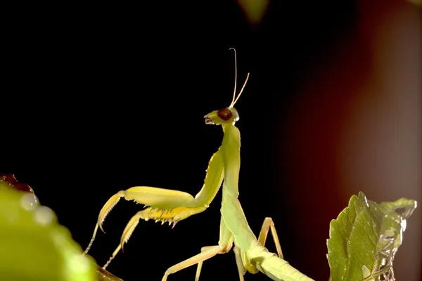 Breed buik praying mantis — Stockfoto