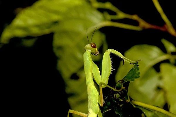 Breed buik praying mantis — Stockfoto