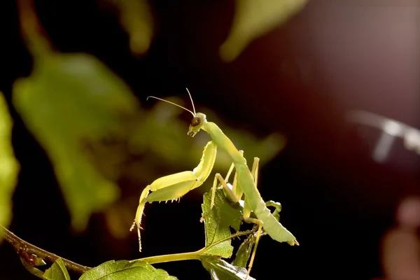 Amplio abdomen mantis religiosa — Foto de Stock
