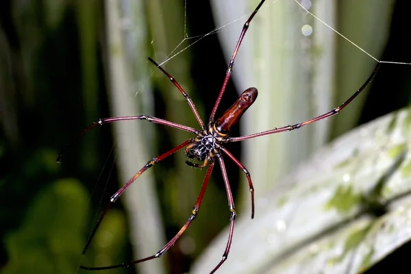 큰 거미 — 스톡 사진