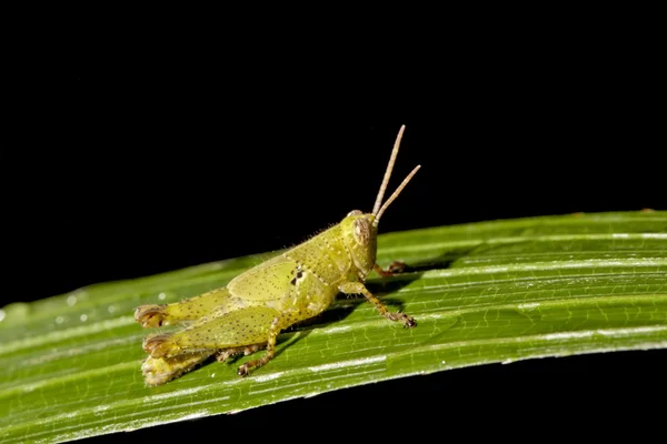 Locust nymphae — Stockfoto