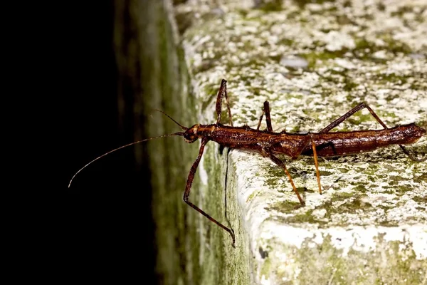 일본 가시 지팡이 곤충 — 스톡 사진