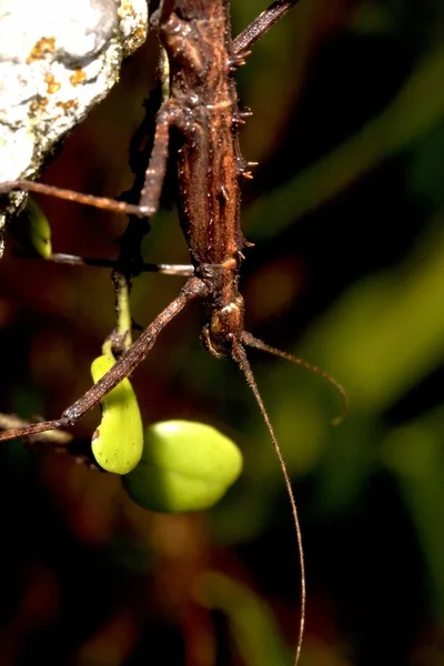 Японський шип stick комах — стокове фото