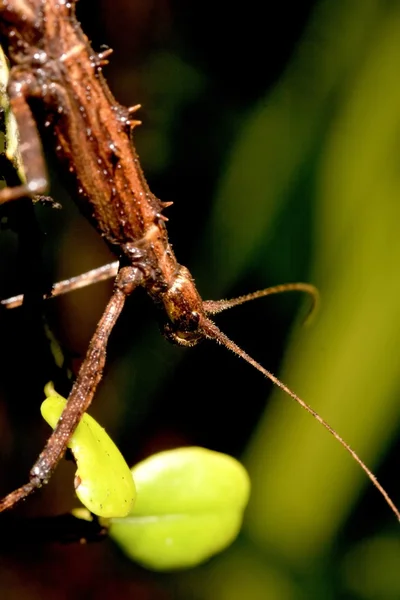 일본 가시 지팡이 곤충 — 스톡 사진