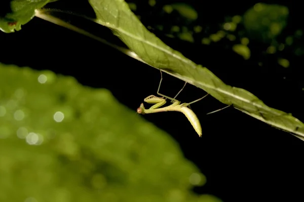 Wide abdomen praying mantis — Stock Photo, Image