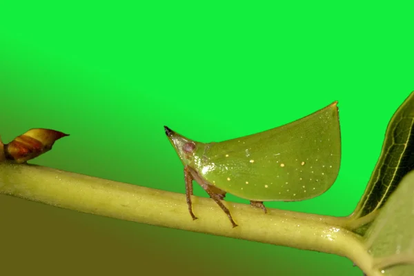 Green wooden scoop wax cicada — Stock Photo, Image