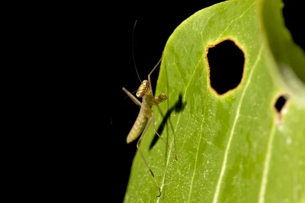 Amplio abdomen mantis religiosa — Foto de Stock