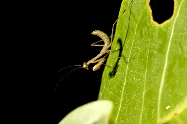 Wide abdomen praying mantis — Stock Photo, Image