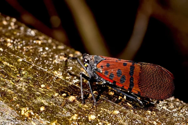 Краснокрылый воск цикады — стоковое фото