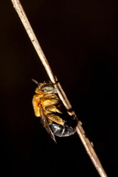 Colored bee — Stock Photo, Image