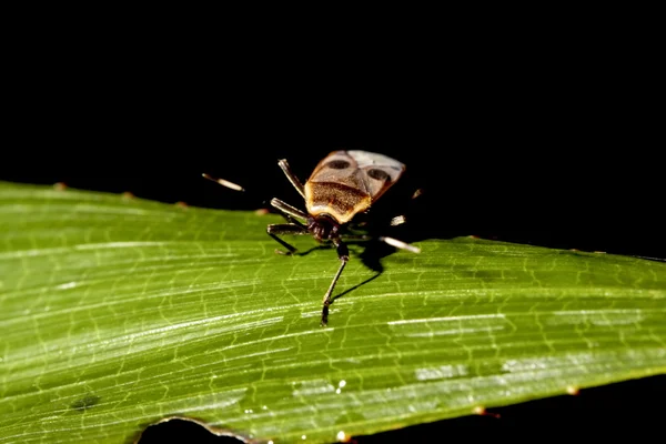 Pentatomomorpha ένα bug — Φωτογραφία Αρχείου