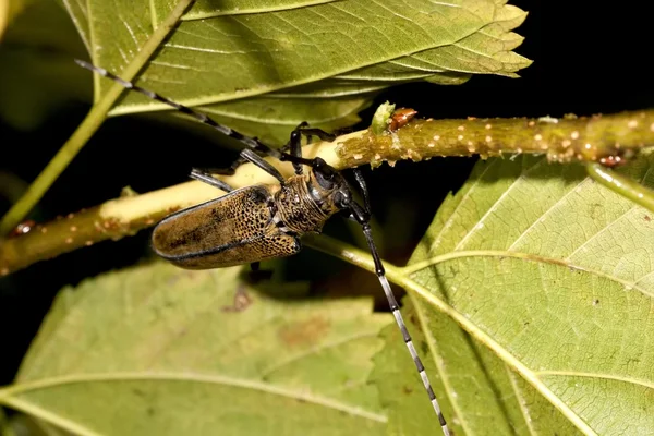 Um besouro de chifres longos — Fotografia de Stock