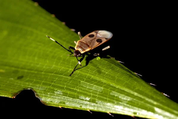 Pentatomomorphe un insecte — Photo