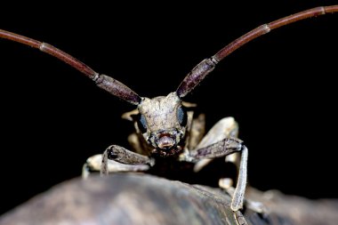 Long-horned beetle clipart