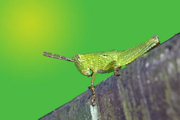 Locust nymphae — Stock Photo, Image