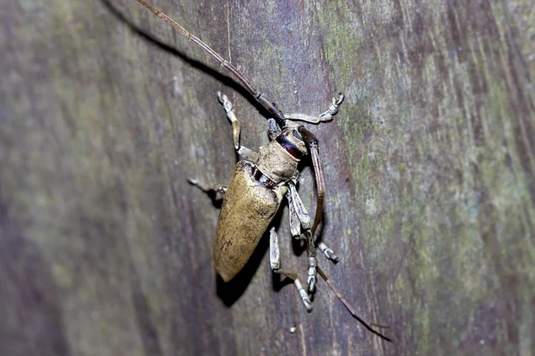 Escarabajo de cuernos largos —  Fotos de Stock