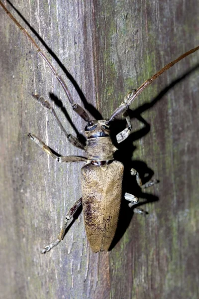 Длиннорогий жук — стоковое фото