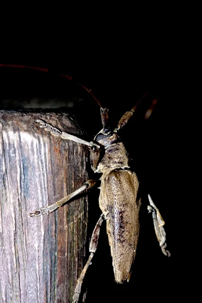 Uzun - boynuzlu böcek — Stok fotoğraf