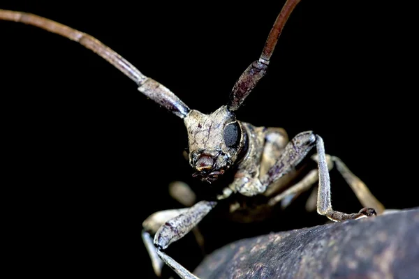 Uzun - boynuzlu böcek — Stok fotoğraf