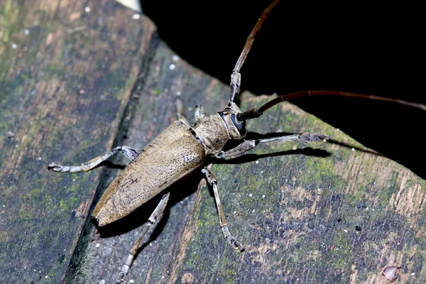 Long-horned beetle — Stock Photo, Image