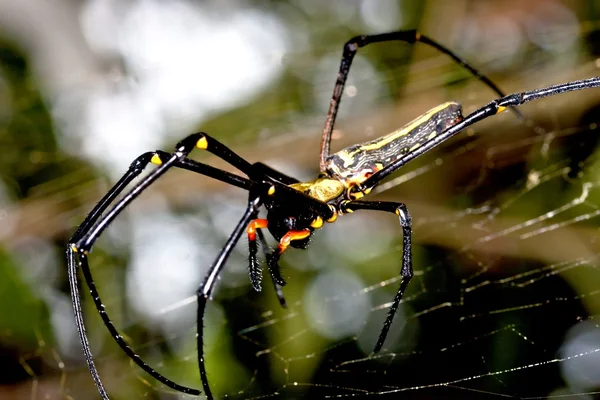 Большой паук — стоковое фото