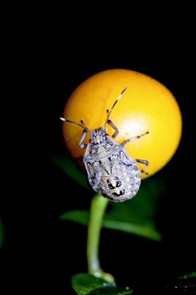 Un insecte en été — Photo